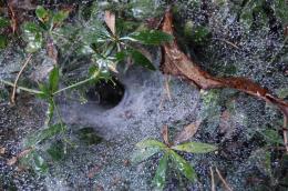 Spider Web Vortex Picture